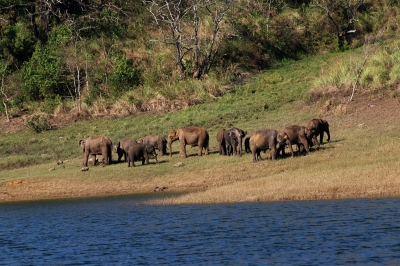  Tn Forest Dept On High Alert As Makhna Relocated In Deep Forest Returns To Polla-TeluguStop.com