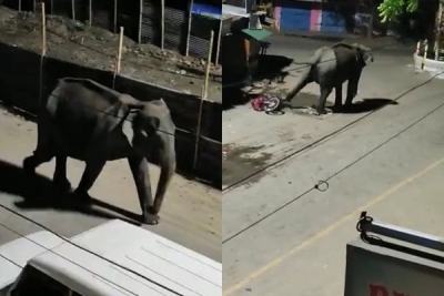  Two Killed In Wild Elephant Attack In K’taka-TeluguStop.com