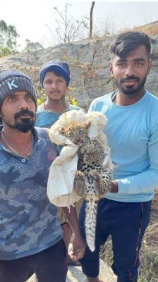  Two Leopard Cubs Rescued, Six Go Missing In K’taka Village-TeluguStop.com