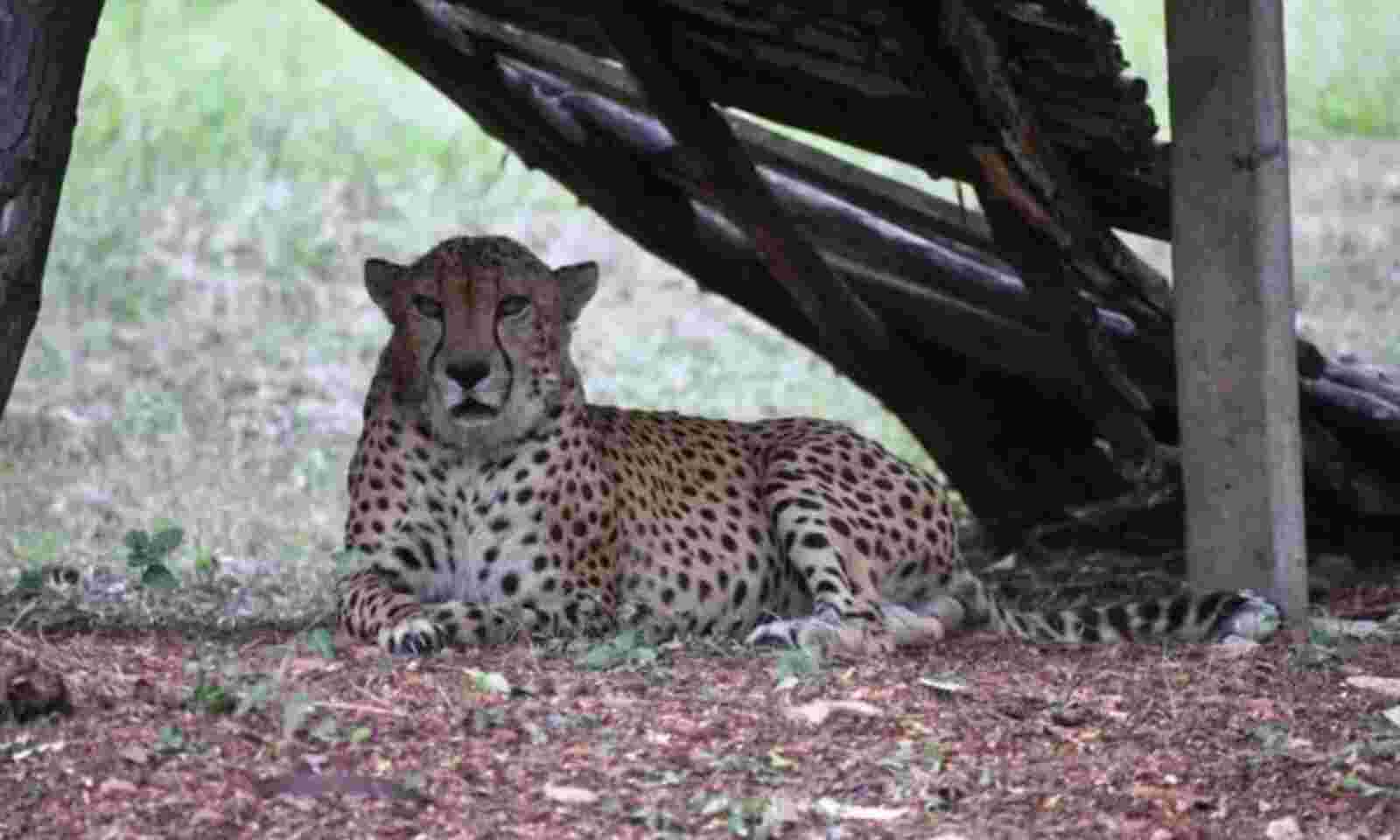  The Only Cheetah In Hyderabad Zoo Park Died-TeluguStop.com