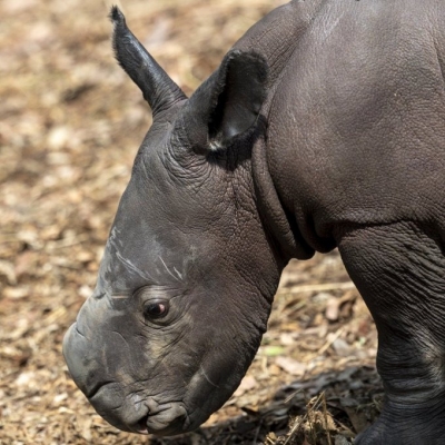  5-day-old White Rhino Calf Dies From Internal Injuries In Aus Zoo-TeluguStop.com