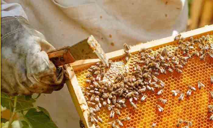 Telugu Earns Profits, Bees, Krishi Jagran, Malav, Narendra Malav, Narendramalav-