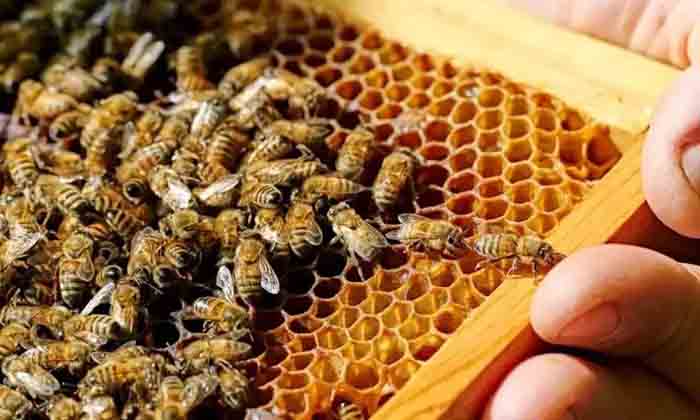  A Farmer Who Earns Profits From Beekeeping , Beekeeping, Farmer , Bees, Krishi-TeluguStop.com