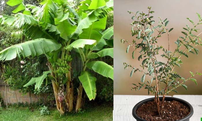 Telugu Amla Tree, Astrology, Banana Tree, Basil, Jammi Tree, Lord Vishnu, Trees,