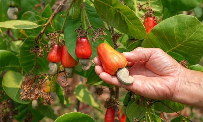 Telugu Agriculture, Cashew Mango, Cashewmango, Latest Telugu, Techniquesyield-La