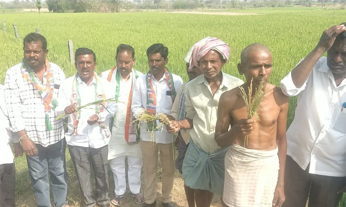  Congress Party Leaders Of Mustabad Mandal Inspected The Crop Fields Details, Con-TeluguStop.com