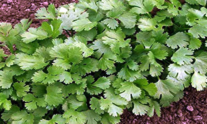  Cultivation Methods Of Coriander  Cultivation With Less Effort , Cultivation  ,-TeluguStop.com