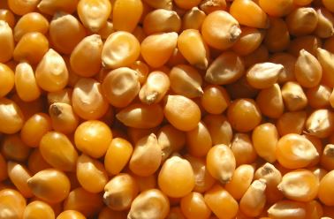  Maize Kernels As A Curse For Children .. Tragedy In Bhadradri-TeluguStop.com