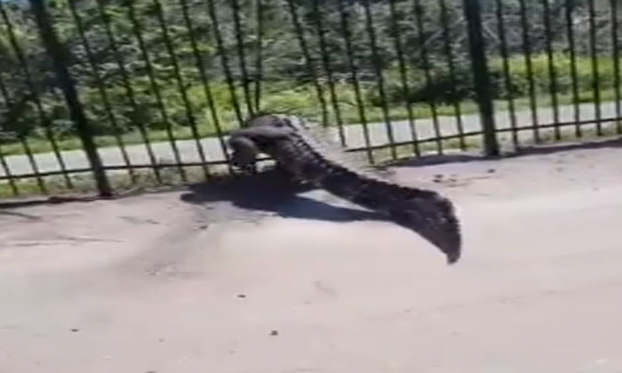  Crocodile Cross The Road In Florida Viral, Crocodile,viral Latest, News Viral,-TeluguStop.com