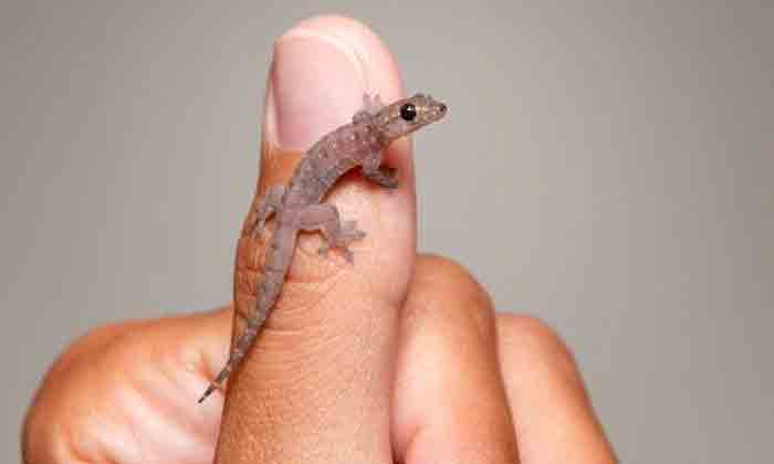  Do You Know Which Parts Of A Man's Body Are Lucky If A Lizard Falls On Them , Li-TeluguStop.com