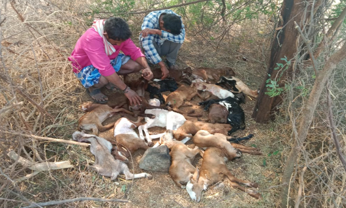  Dogs Attack On Goats In Nakrekal, Nakrekal,nalgonda,vallabhapuram,dogs Attack,go-TeluguStop.com