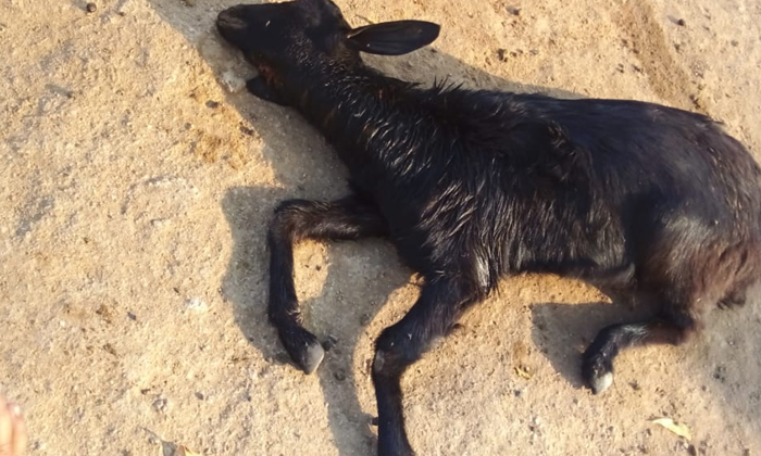  Five Goats Died In Timmapur Tanda Due To Dog Attack, Ellareddypet, Rajanna Siris-TeluguStop.com