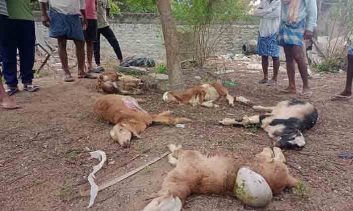  Five Lambs Killed In Dog Attack, Five More Seriously Injured , Five Lambs, Seri-TeluguStop.com