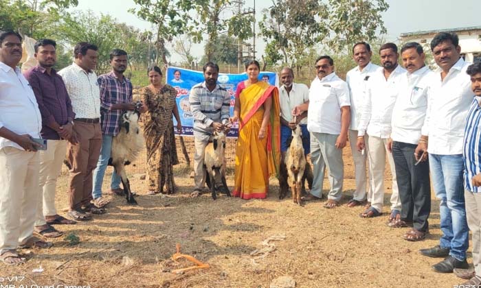  Free Deworming Drug Distribution Program ,goats , Sheeps,distribution Of Anti-nu-TeluguStop.com