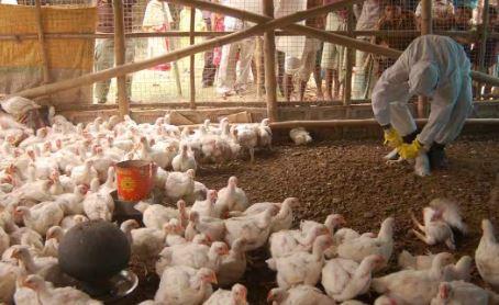  మరో మహమ్మారిగా H5n1..!!-TeluguStop.com