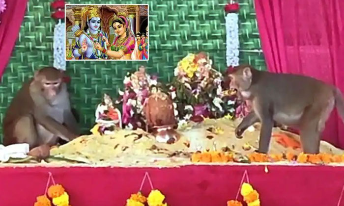  The Hanuman Attended Seetharama Kalyanam And Showed Devotion To Rama , Sita ,-TeluguStop.com