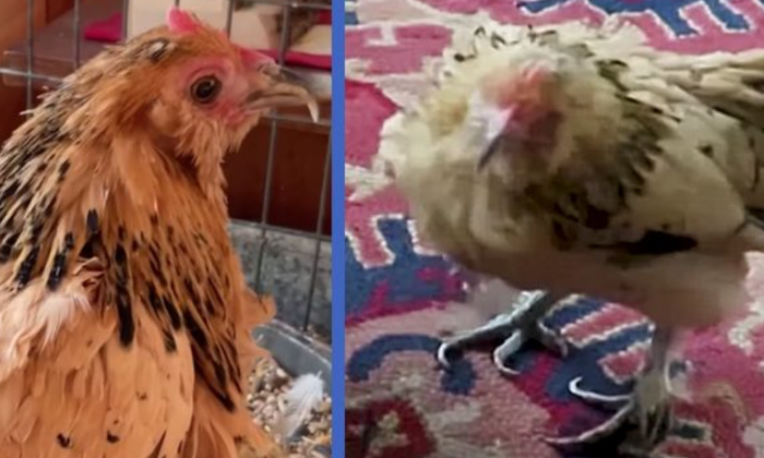  20-year-old Hen From Usa Creates Guinness World Records,usa,guinness World Recor-TeluguStop.com