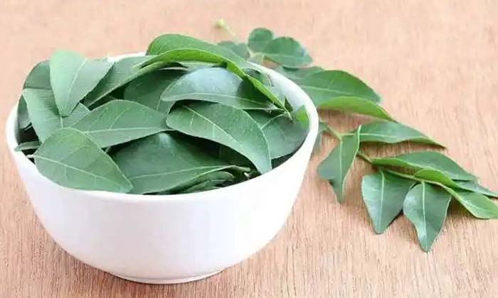 If You Eat Green Curry Leaves In The Morning, These Health Problems Will Go Away If You Eat Green Curry Leaves In The Morning, These Health Problems Will Go Away-TeluguStop.com