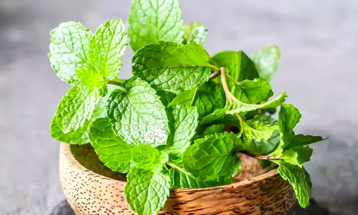 Telugu Carrot Mint, Tips, Lose-Telugu Health