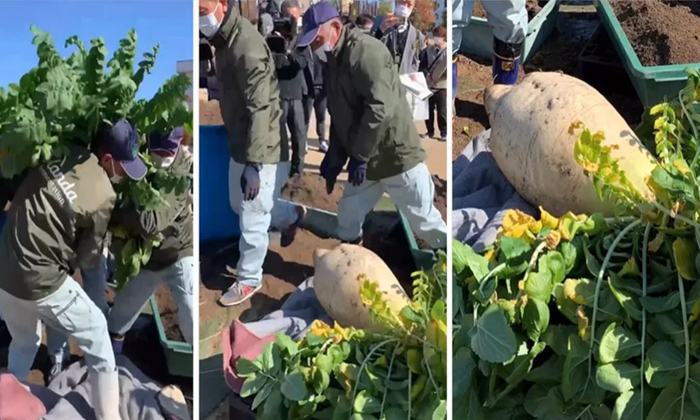  Japanese Company Sets World Record With 101-pound Radish,japanese Company,guinne-TeluguStop.com