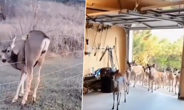  Deer Comes Back With Herd To Thank Man Who Saved Its Life,deer,social Media, Dee-TeluguStop.com
