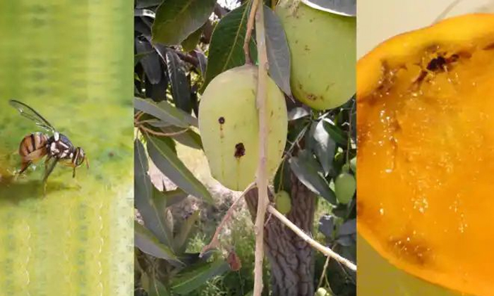  Mango Anthracnose Disease Symptoms And Control Measures Details, Mango Anthracno-TeluguStop.com
