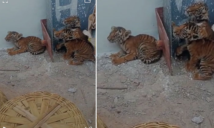  In Nandyala, Atmakuru Forest Division, Kothapalli Mandal, 'big Tiger' Cubs Are I-TeluguStop.com