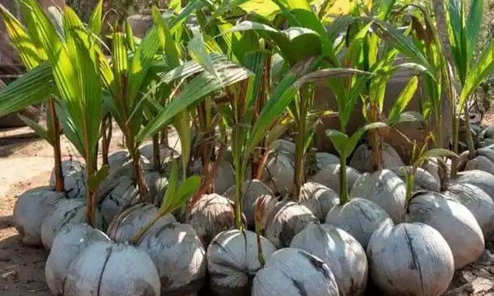  Yields In Coconut To Increase The Size Of The Nut Ownership Of Fertilizers ,yiel-TeluguStop.com