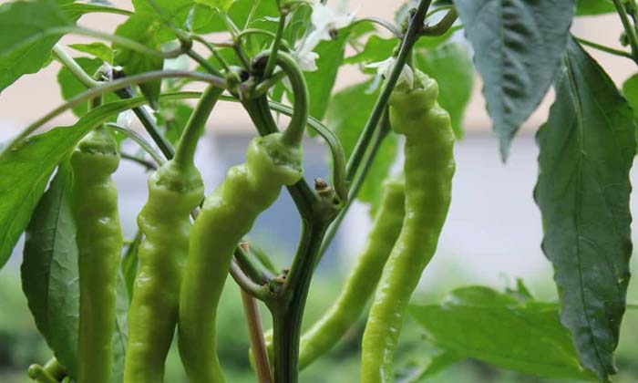  Pests In Chilli Crop Suggestion For Prevention , Chilli Crop, Agriculture, Pests-TeluguStop.com