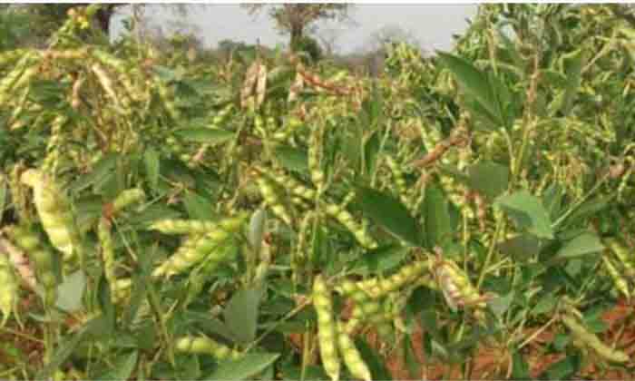  Pests That Attack The Curry Crop Suggestions For Prevention , Agriculture, Crop-TeluguStop.com