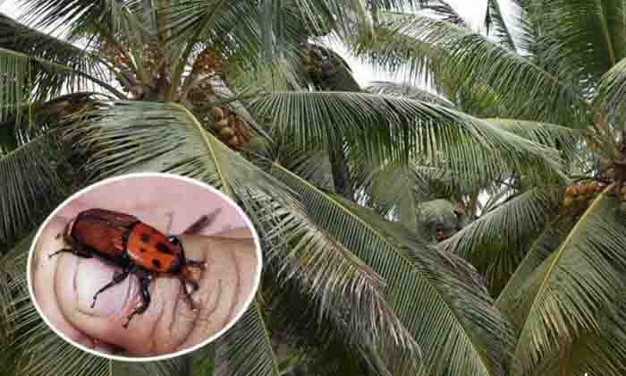 Telugu Agriculture, Ganoderma Pest, Latest Telugu-Latest News - Telugu