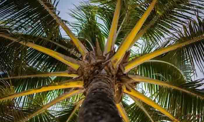  Plant Protection Methods To Protect Coconut Crop From Ganoderma Pest , Ganoderma-TeluguStop.com