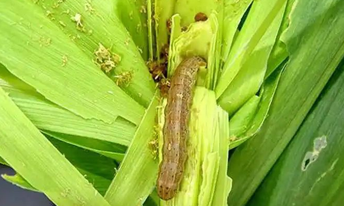  Plant Protection Methods To Protect Corn From Pests And Insects, Corn , Seed Tre-TeluguStop.com