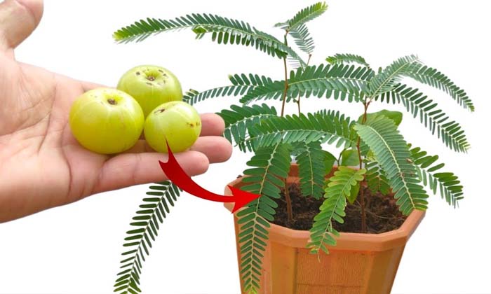  If Amla Tree Is Planted In The House On This Day, Dhanalakshmi Will Bring Wealth-TeluguStop.com