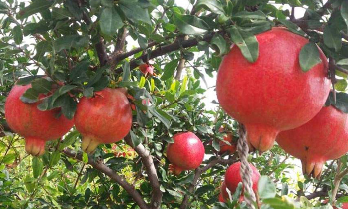  Pomegranate Cultivation Methods Tips, Pomegranate, Pomegranate Farming, Pomegran-TeluguStop.com