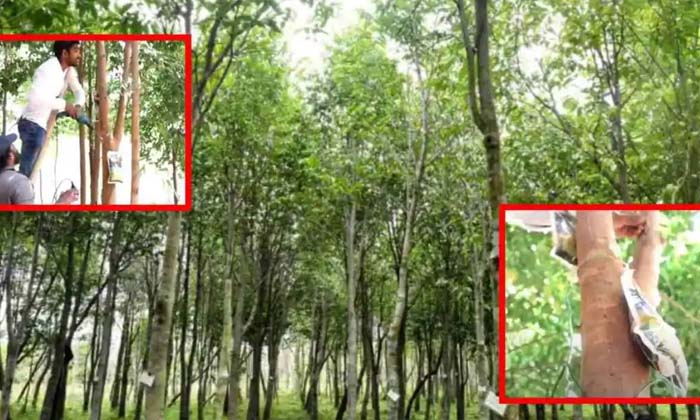  Saline For Agarwood Trees Less Investment Profits In Lakhs ,agarwood Trees ,sal-TeluguStop.com