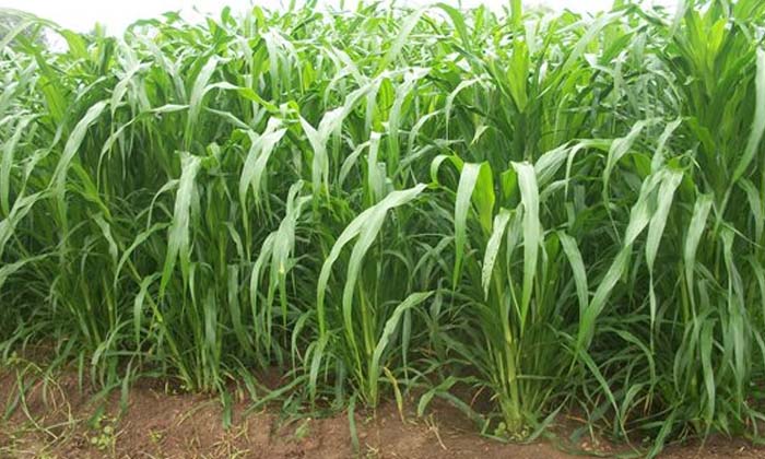  Super Napier Is The Best Type Of Seeds For Fodder Cultivation Plant Protection-TeluguStop.com
