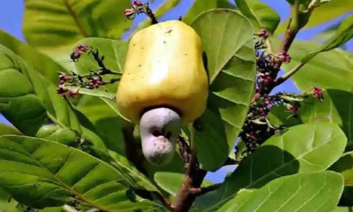  Techniques For High Yield In Cashew Mango ,cashew Mango ,cashew Mango Techniques-TeluguStop.com