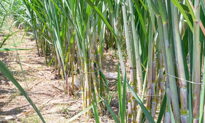  Treatment Of Nodules In Sugarcane Cultivation Better Plant Protection Methods ,-TeluguStop.com