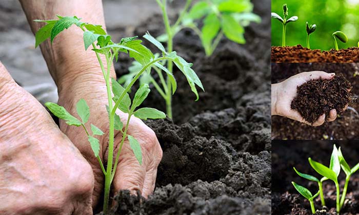 Do You Know How Much The Use Of Chemical Fertilizers In Agriculture Is Harmful , Do You Know How Much The Use Of Chemical Fertilizers In Agriculture Is Harmful ,-TeluguStop.com