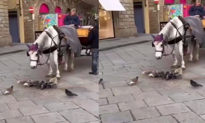  Viral Netizens Are Getting Fed Up With The Love Shown By The Horse To The Pigeon-TeluguStop.com