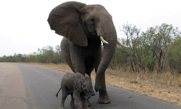  Viral Watch Mother Elephant Growling As Baby Grows Amma Amme, Elephant, Love, Vi-TeluguStop.com