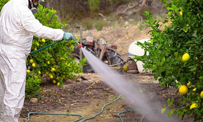  Weed Control In Lemon Groves Tips For High Yield , Lemon Groves ,high Yield Tip-TeluguStop.com