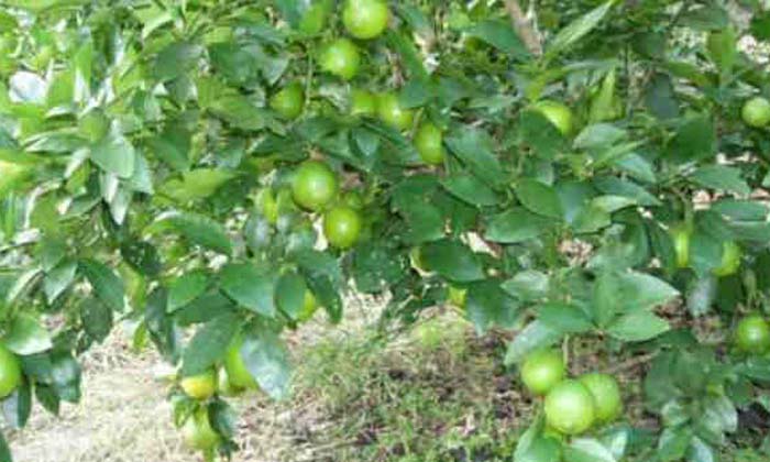 Telugu Agriculture, Compost Manure, Latest Telugu, Lemon, Weed Problems-Latest N