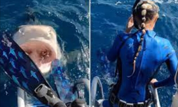  Woman Escaped From Tiger Shark Mouth Horrifying Video Viral,tiger Shark,horrifyi-TeluguStop.com