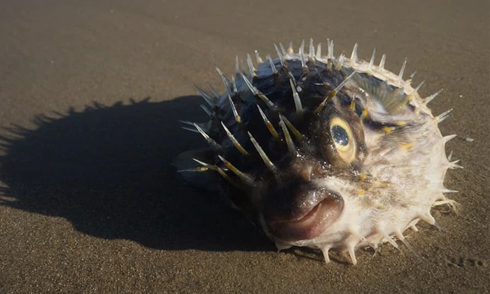  Woman Catches Dangerous Puffer Fish On Beach Details, Fish, Viral Latest, News V-TeluguStop.com