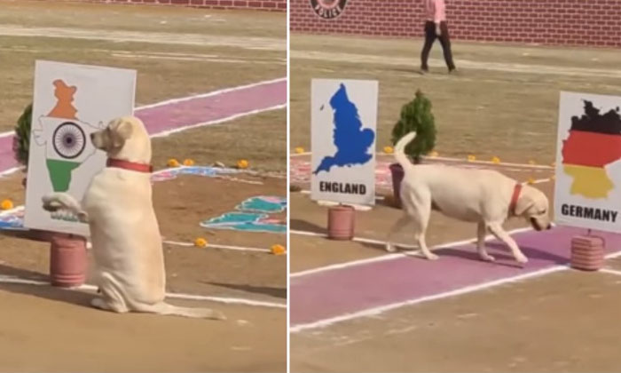 Army Dog Salutes India Map Video Viral Details, Dogs, Talent, Viral Latest, News Army Dog Salutes India Map Video Viral Details, Dogs, Talent, Viral Latest, News-TeluguStop.com