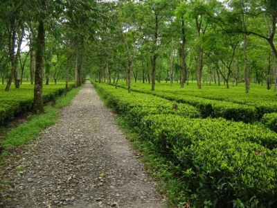  Assam Govt Plans Major Outreach For 200 Years Of Tea Industry-TeluguStop.com