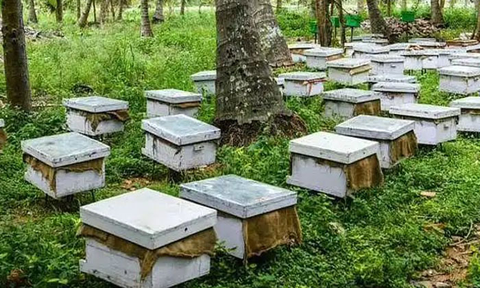  Are You - Beekeeping Remember These Precautions,  Beekeeping,  Honey Bee,  Farme-TeluguStop.com