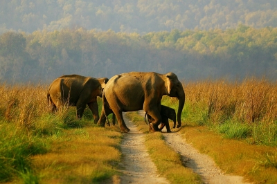  Bengal Villagers Adopt Unique Approach To Keep Elephants At Bay-TeluguStop.com